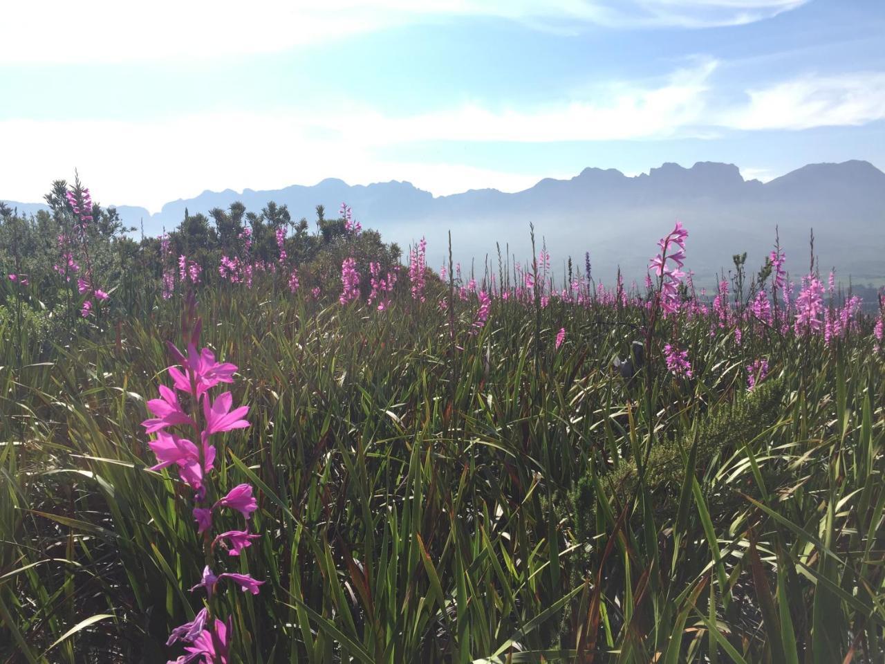 Lalapanzi Lodge Somerset West Ngoại thất bức ảnh